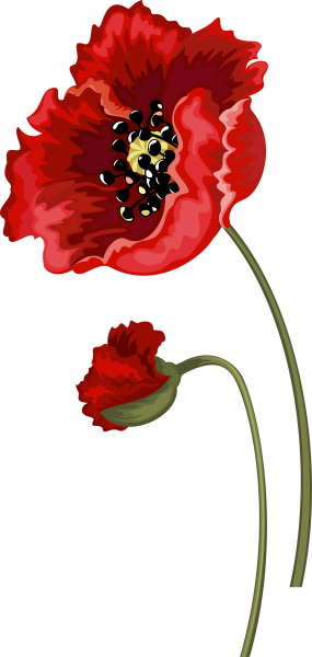 Мак на белом фоне