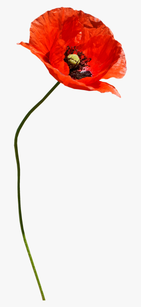 Мак на белом фоне