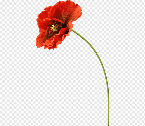 Стебель мака