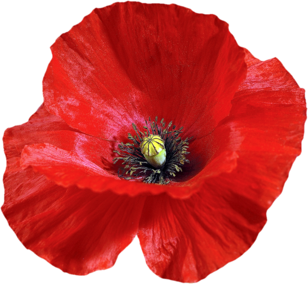 Красный Мак на белом фоне