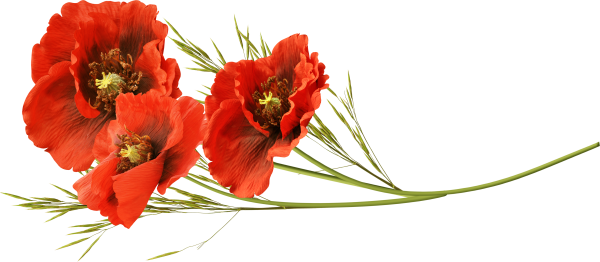 Маки на прозрачном фоне