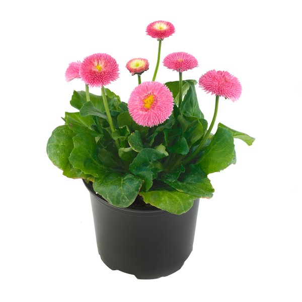 Маргаритка Bellis BELLADAISY Mix