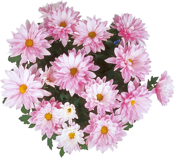 Хризантема Энби