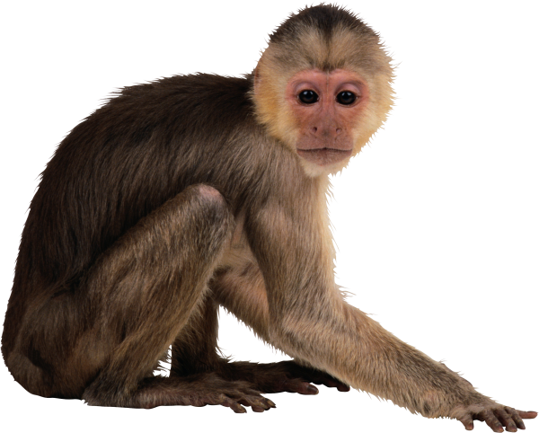 Мартышка на белом фоне