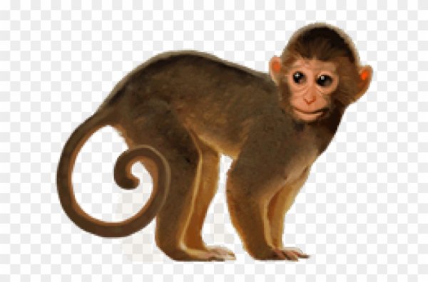 Обезьяна настоящая на прозрачном фоне