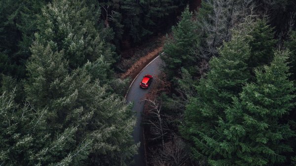 Лес с дорогой вид сверху