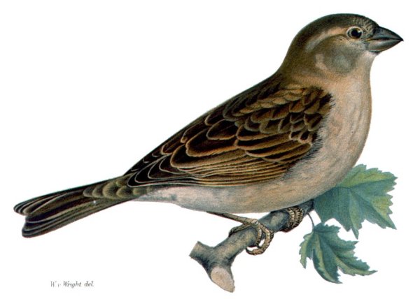 Воробей карточка для детей