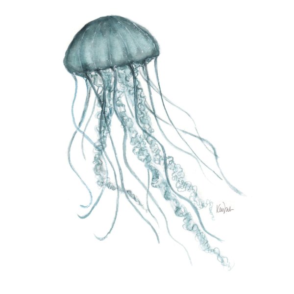 Медуза на прозрачном фоне
