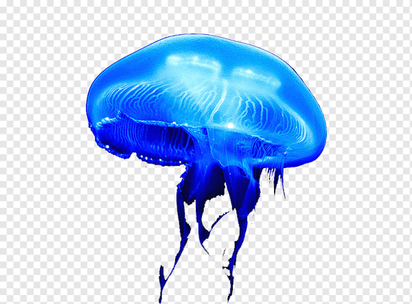 Синяя медуза