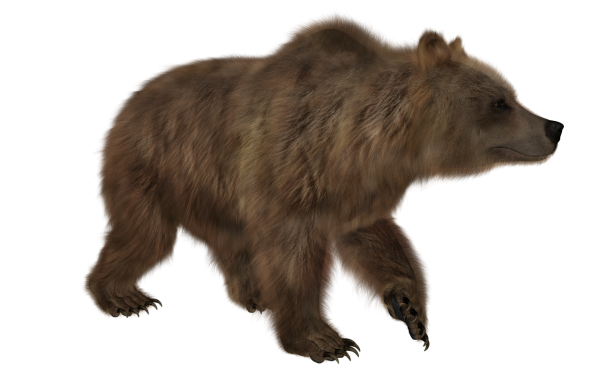 Медведь на прозрачном фоне