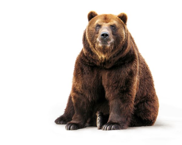 Медведь для детей