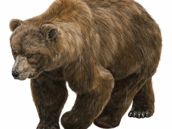Медведь на прозрачном фоне