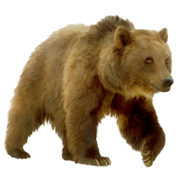 Бурый медведь