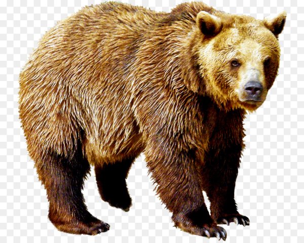Бурый медведь для детей