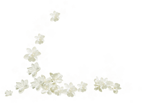 Белые цветочки на прозрачном фоне