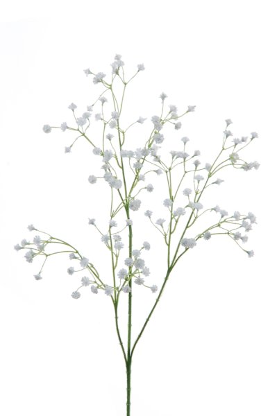 Гипсофила метельчатая веточка