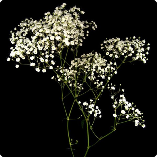 Гипсофила Baby's Breath