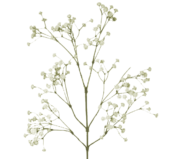 Гипсофила метельчатая сухоцвет