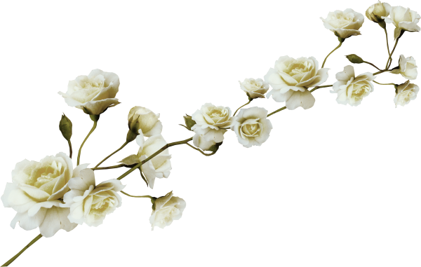 Мелкие цветы на прозрачном фоне