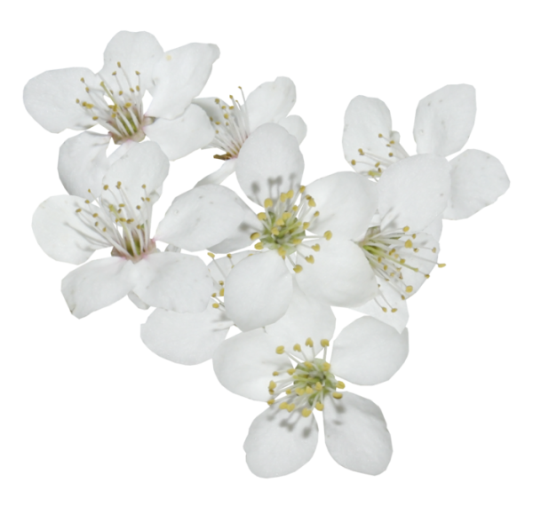 Яблоневый цвет на белом фоне