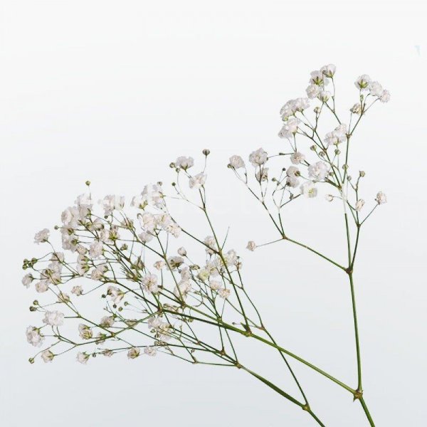 Гипсофила метельчатая веточка