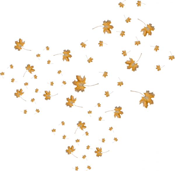 Россыпь листьев на прозрачном фоне