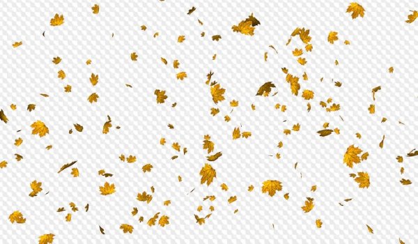 Желтая листва на прозрачном фоне
