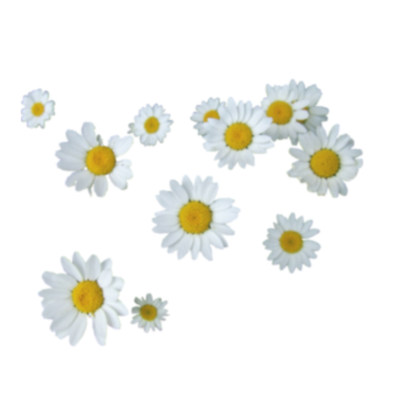 Пучок ромашек