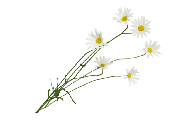 Веточка ромашки
