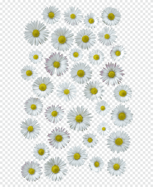 Маленькие ромашки