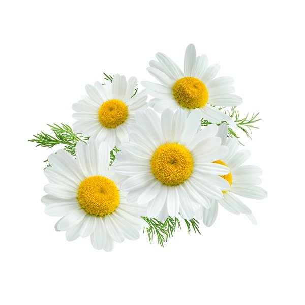 Ромашка лежит на прозрачном фоне