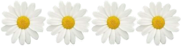 Множество ромашек на прозрачном фоне
