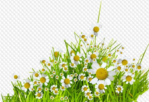 Полевые цветы на прозрачном фоне