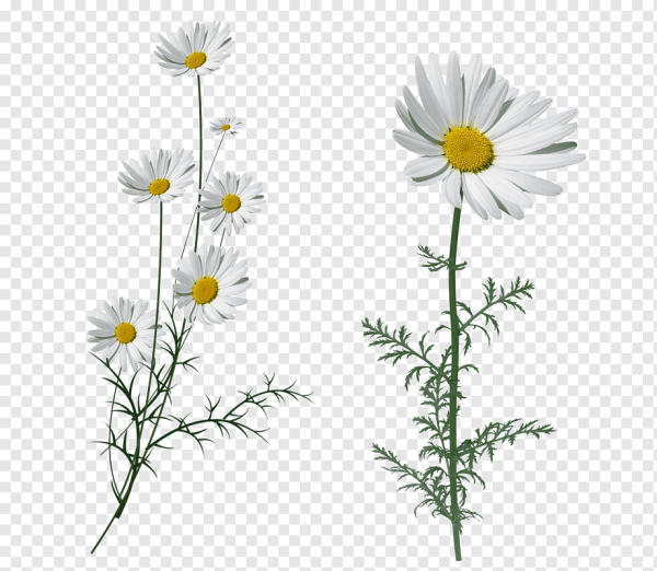 Ромашка сбоку