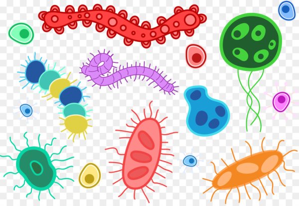 Разноцветные бактерии