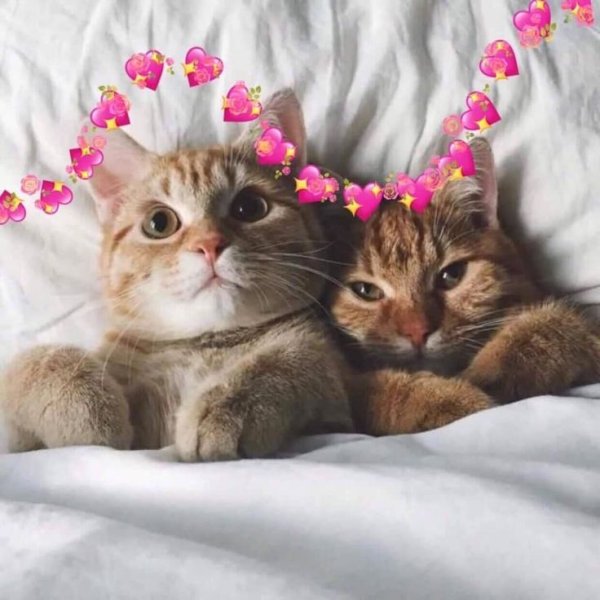 Котики с сердечками