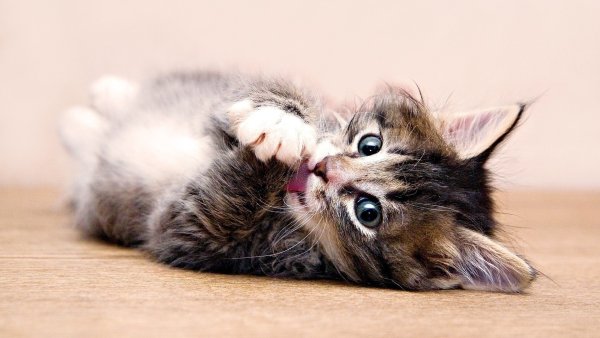 Обои на рабочий стол котята