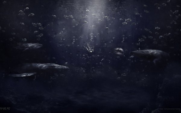 Темные глубины океана