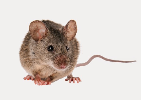 Домовая мышь на белом фоне