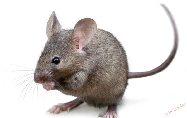 Мышь на прозрачном фоне