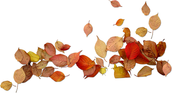 Сухие листья на прозрачном фоне