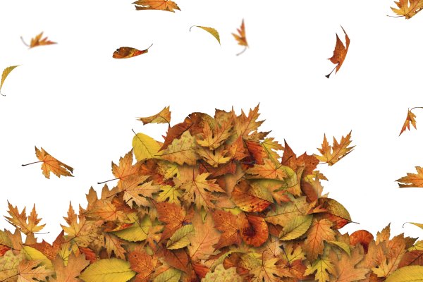 Опавшие листья на прозрачном фоне