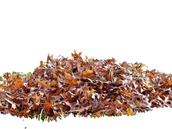 Кучка листьев