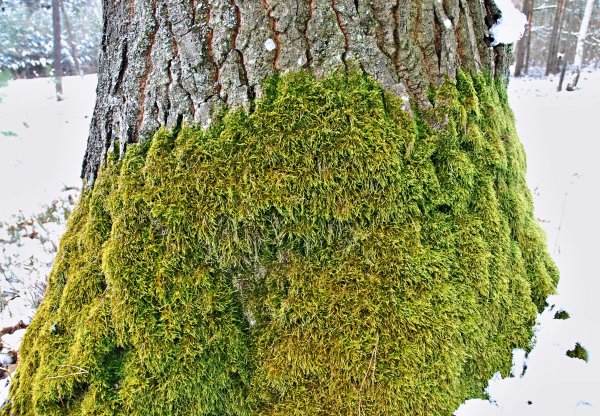 Сфагнум ель