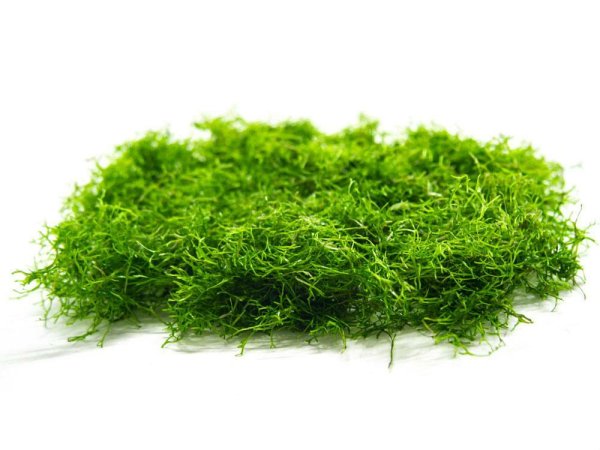 Риччия Флуитанс