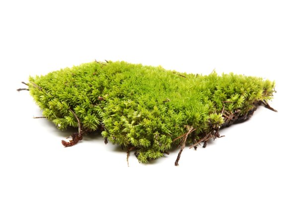 Мох сфагнум вектор