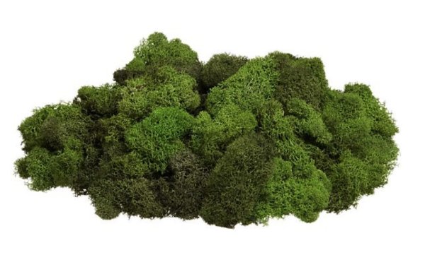 Мох на прозрачном фоне