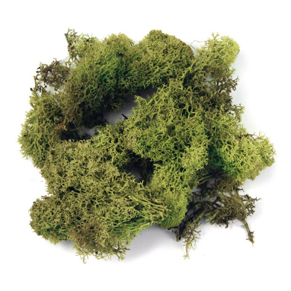 Цетрария заборная