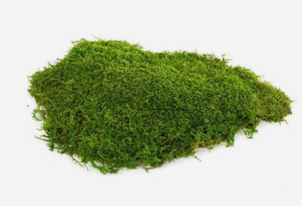 Мох Плантмос