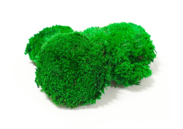 Стабилизированный мох ягель с кочками